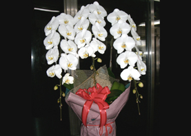 @ԉ@Ӓ