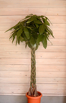 福岡 花屋 観葉植物