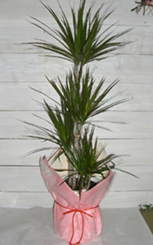 福岡 花屋 観葉植物