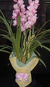 @ԉ@VsW[