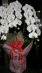 @ԉ@Ӓ